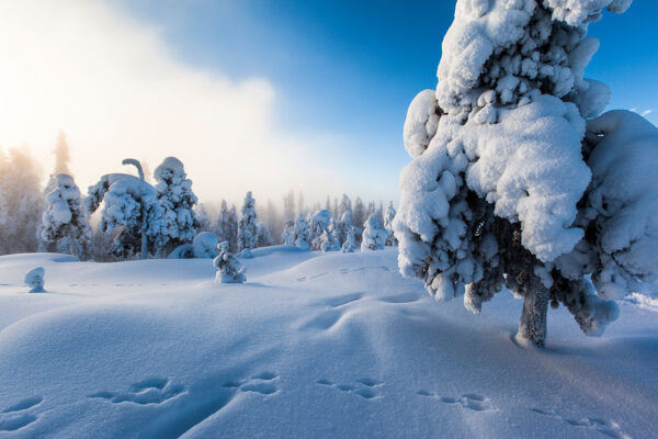 Winter Wonderland _ (c) Visit Finland Marko Junttila