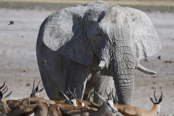 2020 Namibia 001