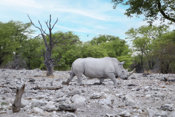 2020 Namibia 002