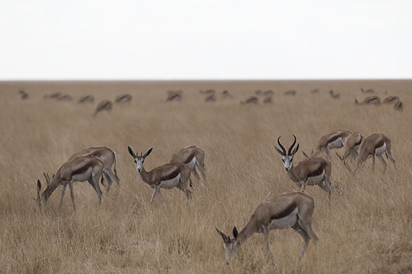 2020 Namibia 022
