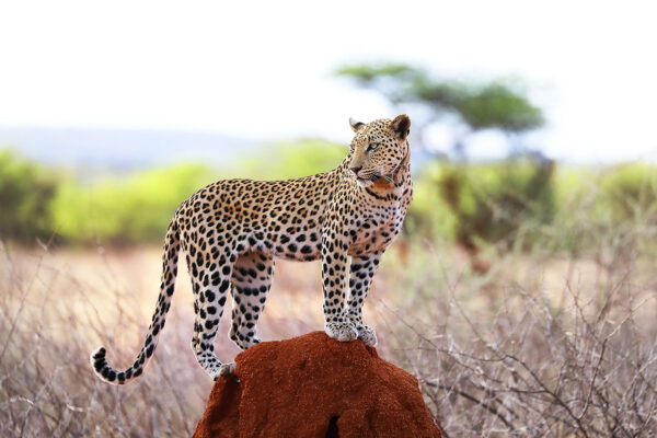 2022_Namibia_010