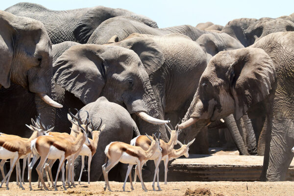 2022_Namibia_029