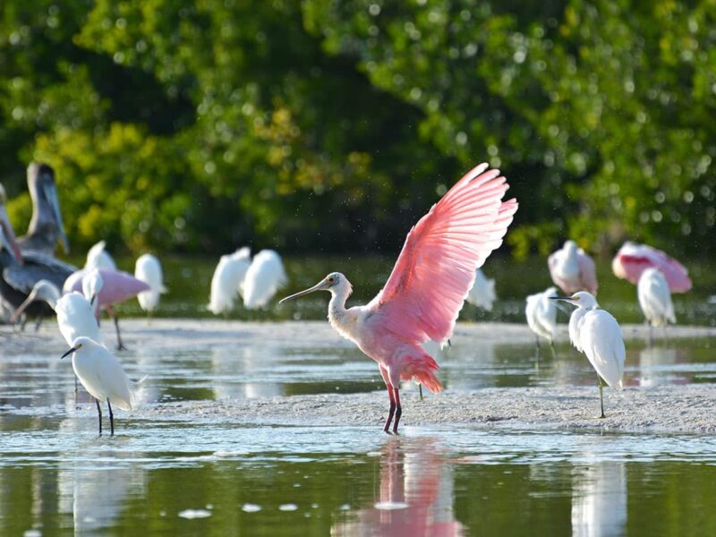 Roseate Spoonbill_3_Ding Darling Refuge_Jason Boeckman(c) Fort Myers-Island, Beaches & Neighborhoods